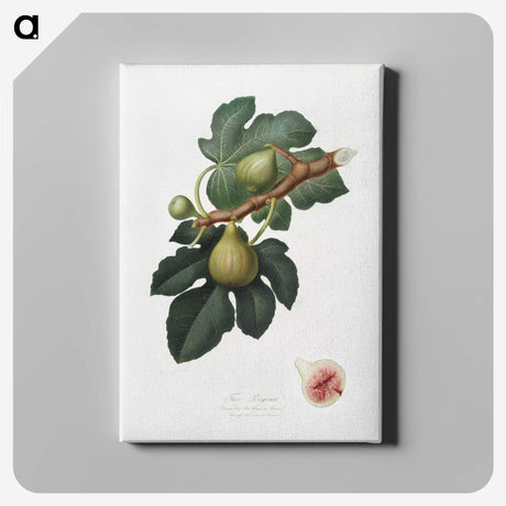 1-69_Pomona-Italiana_canvas