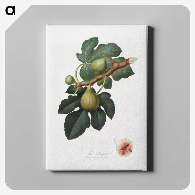 1-69_Pomona-Italiana_canvas