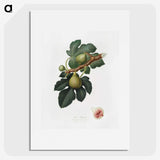 1-69_Pomona-Italiana_picture