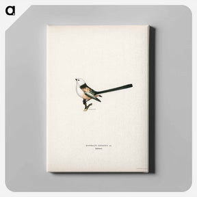 アートパネル-Long-tailed Tit
 - スヴェンスカ フォグラル Canvas.