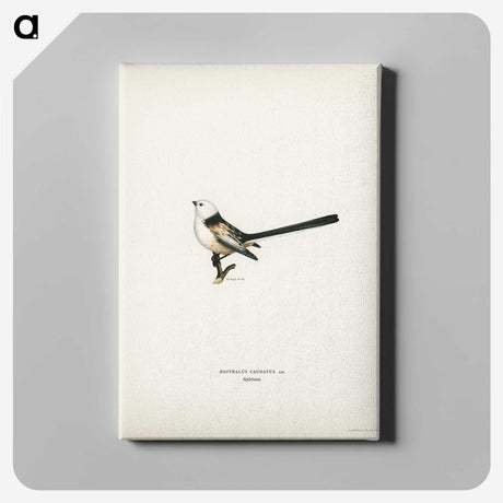 1-69_Svenska-Faglar_canvas