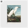 アートポストカード-Snowy Heron, or White Egret from Birds of America
 - アメリカの鳥たち Postcard.