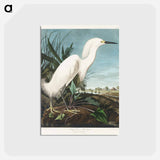 アートポストカード-Snowy Heron, or White Egret from Birds of America
 - アメリカの鳥たち Postcard.