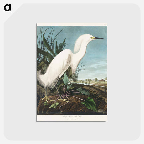 アートポストカード-Snowy Heron, or White Egret from Birds of America
 - アメリカの鳥たち Postcard.