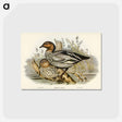 アートポストカード-Maned Goose
 - オーストラリアの鳥 Postcard.