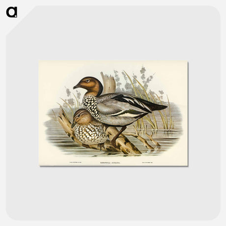 アートポストカード-Maned Goose
 - オーストラリアの鳥 Postcard.