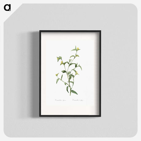 1-69_The-Lilies_blk