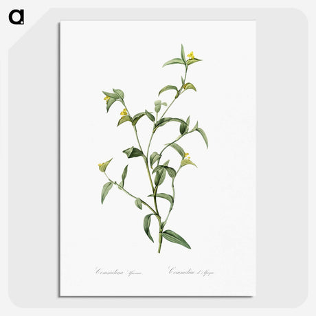 1-69_The-Lilies_picture-crop