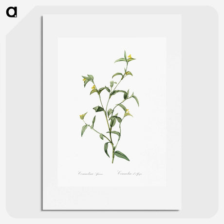 1-69_The-Lilies_picture
