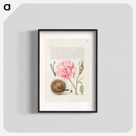 アートポスター-Damselfly, French Rose, Spanish Chestnut, and Spider from Mira Calligraphiae Monumenta
 - 書道のお手本 Poster.