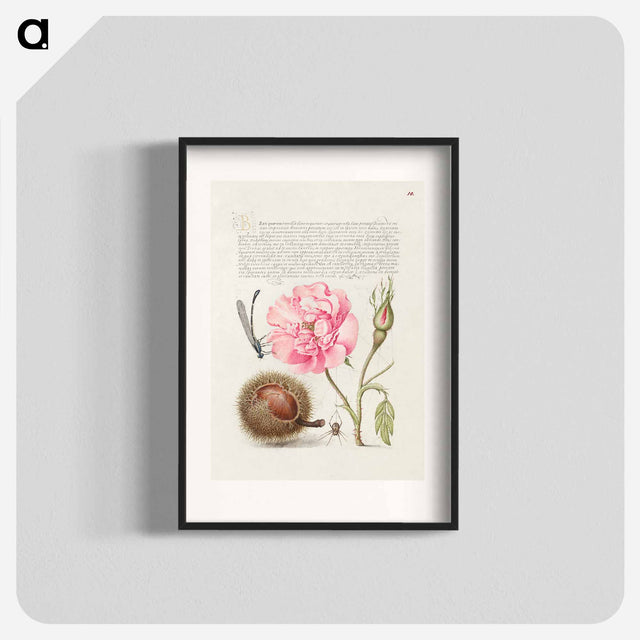 アートポスター-Damselfly, French Rose, Spanish Chestnut, and Spider from Mira Calligraphiae Monumenta
 - 書道のお手本 Poster.