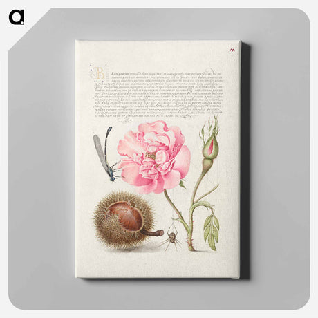アートパネル-Damselfly, French Rose, Spanish Chestnut, and Spider from Mira Calligraphiae Monumenta
 - 書道のお手本 Canvas.