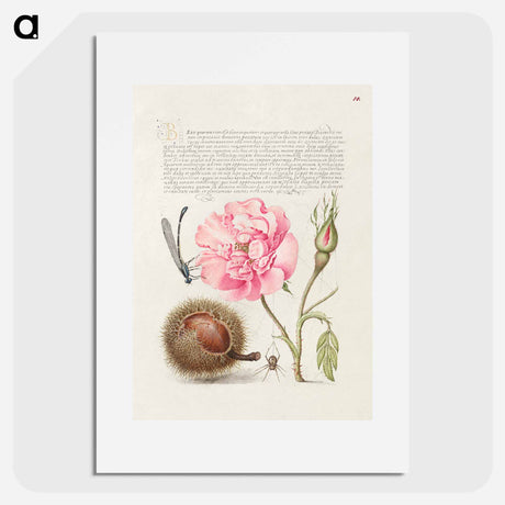 アートポスター-Damselfly, French Rose, Spanish Chestnut, and Spider from Mira Calligraphiae Monumenta
 - 書道のお手本 Poster.