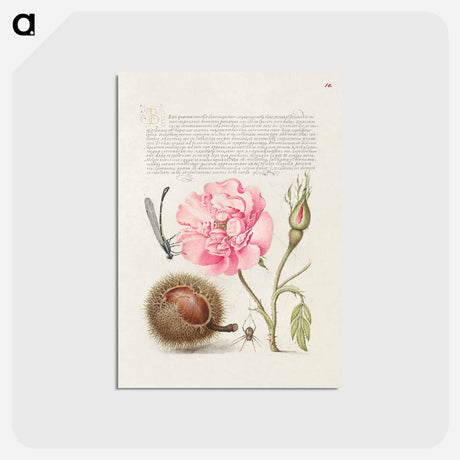 アートポストカード-Damselfly, French Rose, Spanish Chestnut, and Spider from Mira Calligraphiae Monumenta
 - 書道のお手本 Postcard.