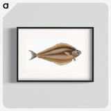 1-69_The-Natural-History-of-British-Fishes_blk
