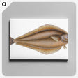 1-69_The-Natural-History-of-British-Fishes_canvas
