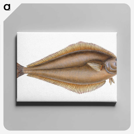 1-69_The-Natural-History-of-British-Fishes_canvas