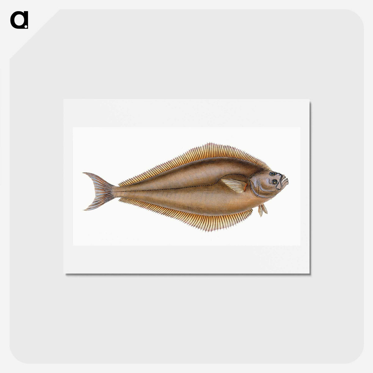 1-69_The-Natural-History-of-British-Fishes_hagaki