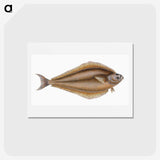 1-69_The-Natural-History-of-British-Fishes_hagaki