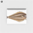 1-69_The-Natural-History-of-British-Fishes_memo