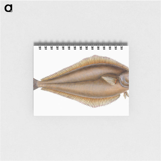 1-69_The-Natural-History-of-British-Fishes_memo