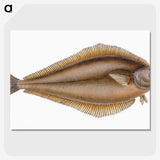 1-69_The-Natural-History-of-British-Fishes_picture-crop