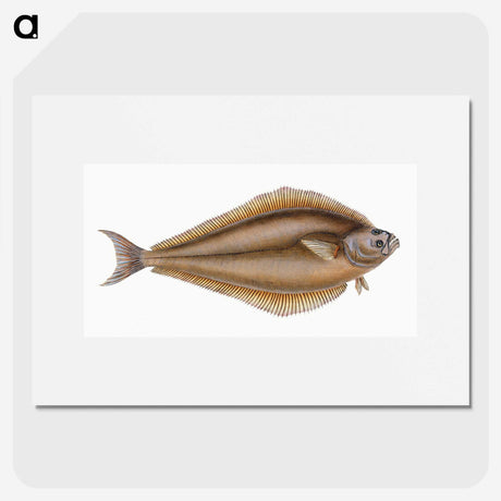 1-69_The-Natural-History-of-British-Fishes_picture