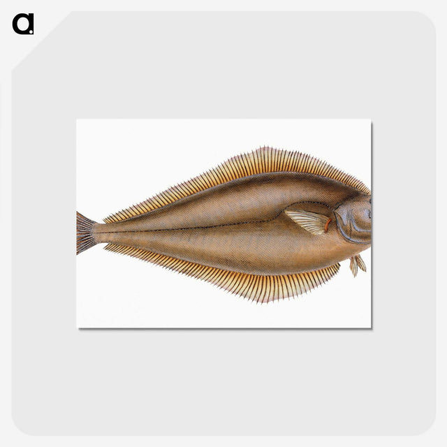 1-69_The-Natural-History-of-British-Fishes_postcard
