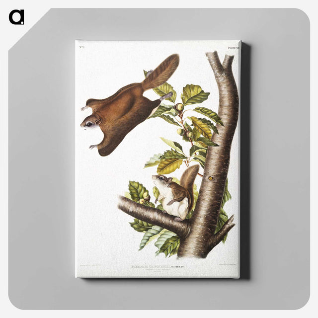 1-69_The-Viviparous-Quadrupeds_canvas