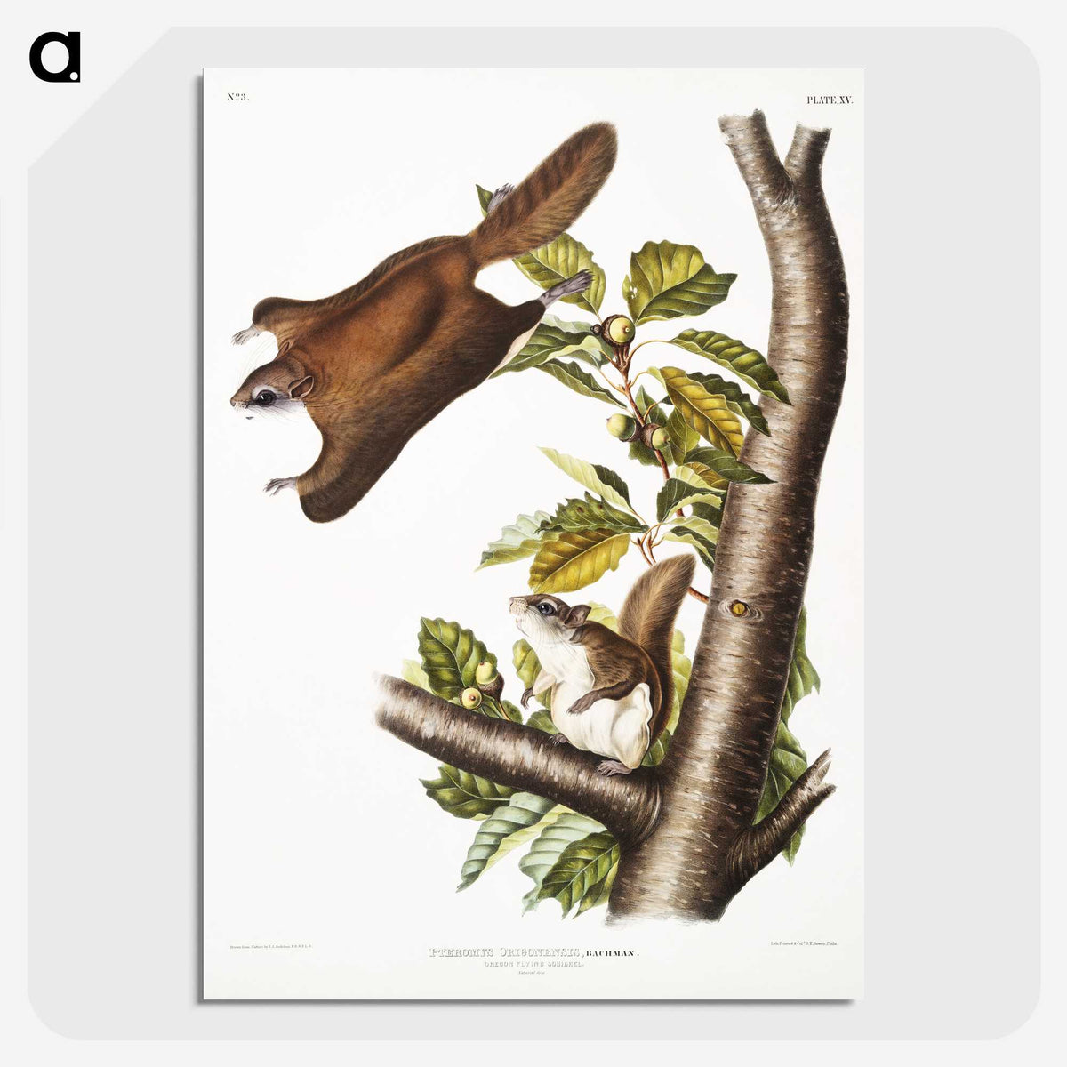 1-69_The-Viviparous-Quadrupeds_picture-crop