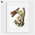 1-69_The-Viviparous-Quadrupeds_picture