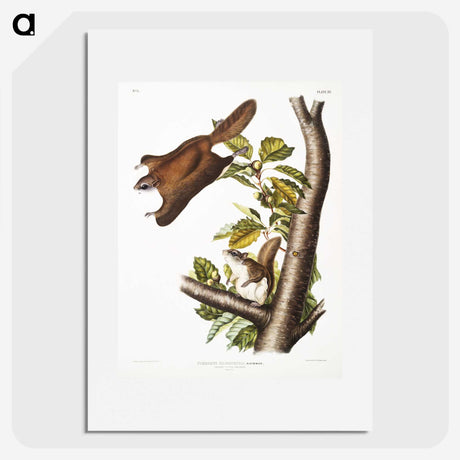 1-69_The-Viviparous-Quadrupeds_picture