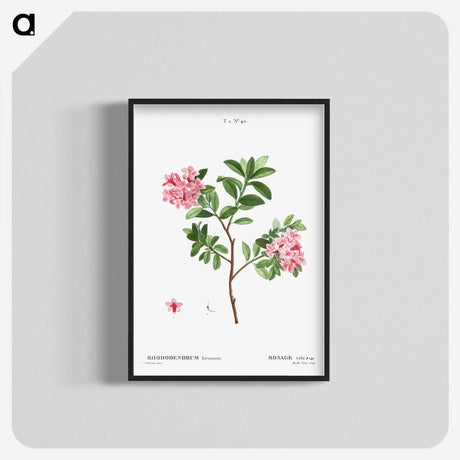 1-69_Treatise-on-Trees-and-Shrubs_blk-crop