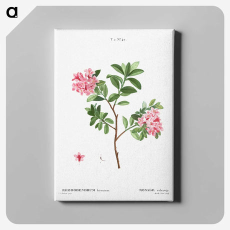 1-69_Treatise-on-Trees-and-Shrubs_canvas