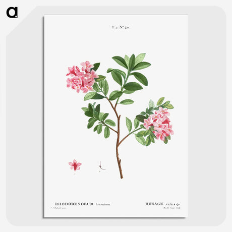 1-69_Treatise-on-Trees-and-Shrubs_picture-crop