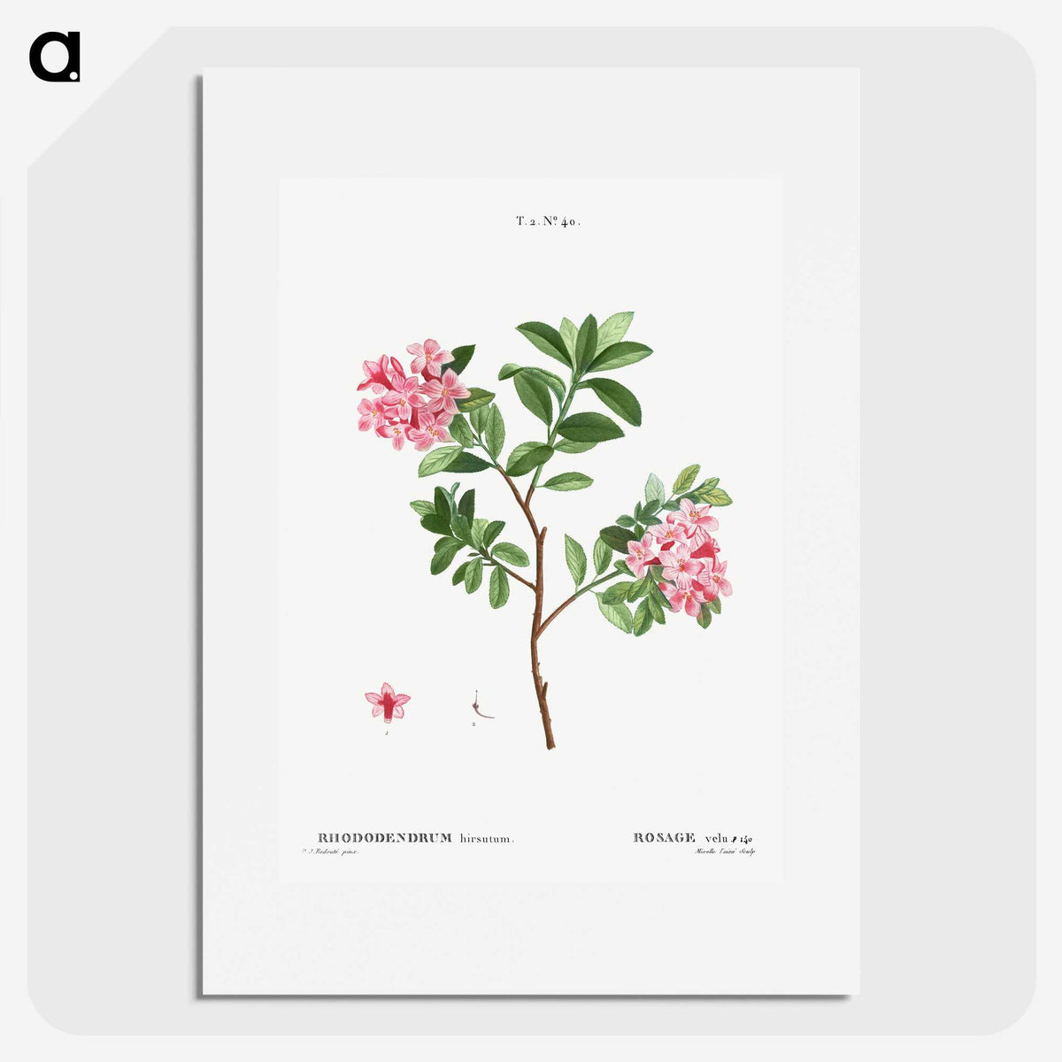 1-69_Treatise-on-Trees-and-Shrubs_picture