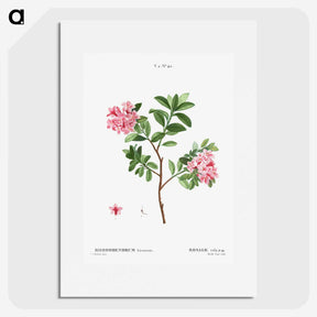 1-69_Treatise-on-Trees-and-Shrubs_picture