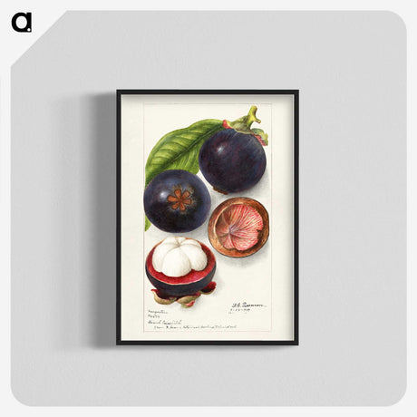 1-69_USDA-Watercolor-Fruit-Painting-Collection_blk-crop