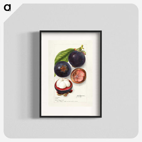 1-69_USDA-Watercolor-Fruit-Painting-Collection_blk