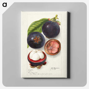 1-69_USDA-Watercolor-Fruit-Painting-Collection_canvas