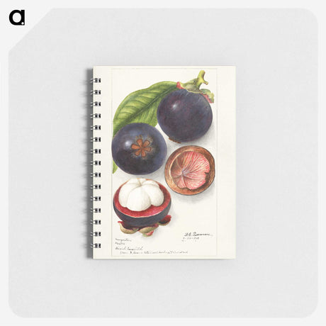 1-69_USDA-Watercolor-Fruit-Painting-Collection_memo