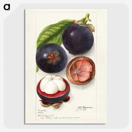 1-69_USDA-Watercolor-Fruit-Painting-Collection_picture-crop