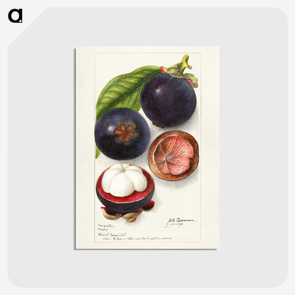 1-69_USDA-Watercolor-Fruit-Painting-Collection_postcard