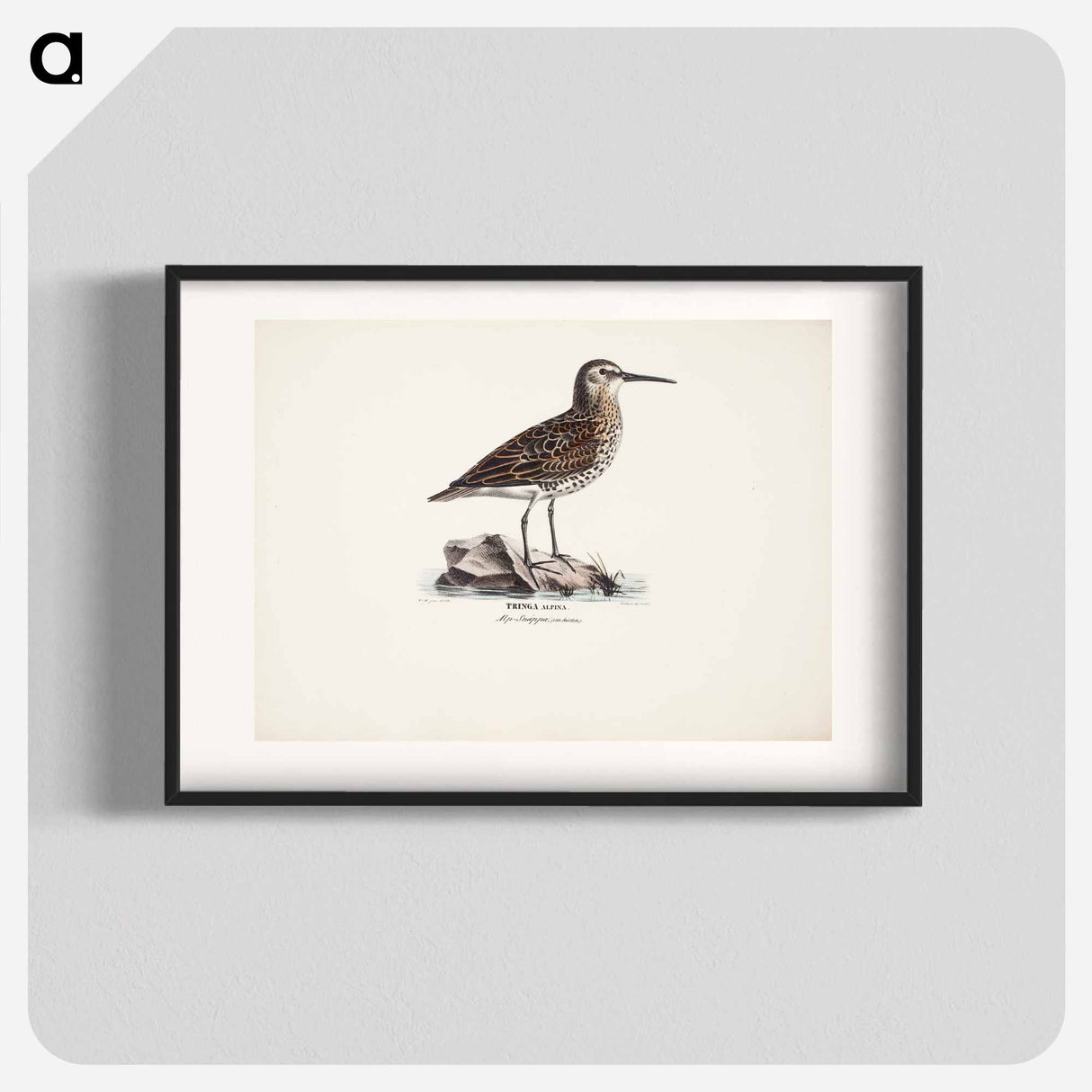 Dunlin in autumn - Wilhelm von Wright Poster.