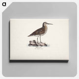 Dunlin in autumn - ヴィルヘルム フォン ライト Canvas.