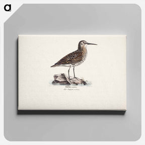 アートパネル-Dunlin in autumn - ヴィルヘルム フォン ライト Canvas.