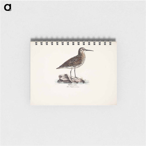 Dunlin in autumn - ヴィルヘルム フォン ライト Memo.