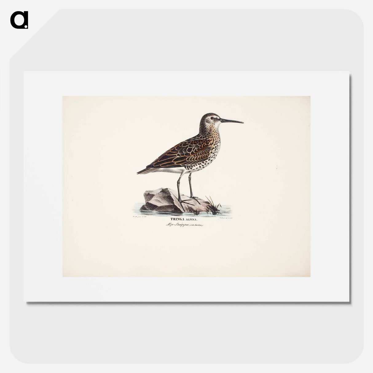 Dunlin in autumn - Wilhelm von Wright Poster.