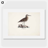 Dunlin in autumn - Wilhelm von Wright Poster.