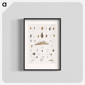 アートポスター-Different types of seashells illustration from Zoology of New York by James Ellsworth De Kay - ニューヨークの動物学 Poster.